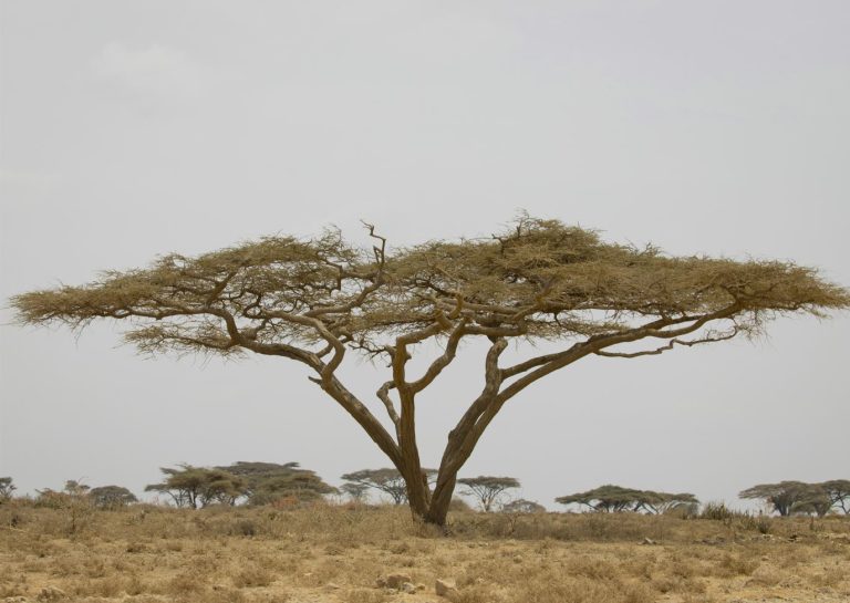 Accasia tree